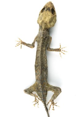 Şu bulduğum mumyalanmış kertenkeleye bak.