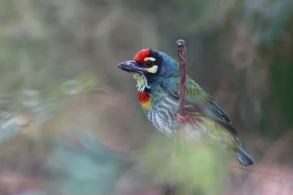 Megalimidae familyasından bir kuş en küçük kuş olup, yeşil gövdesi, sarı boynu, kırmızı göğsü ve alnı ve sarı göz jantları vardır..