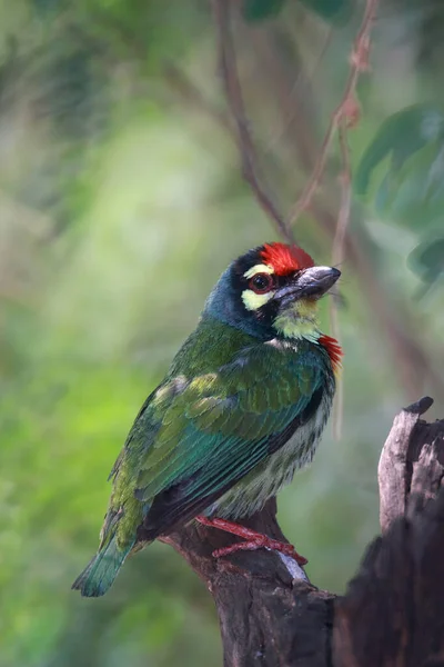 Uccello Megalaimide Posò Ramo Più Piccolo Vero — Foto Stock