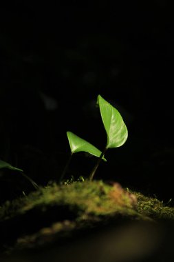 Güneş ışığı Parlatıcı yapraklarda.
