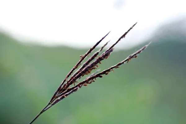 Pollen Grass Spider Web — Stock Photo, Image