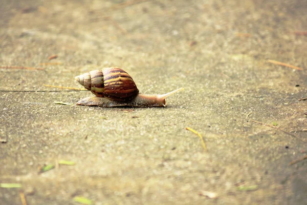 Lumaca Sul Pavimento — Foto Stock