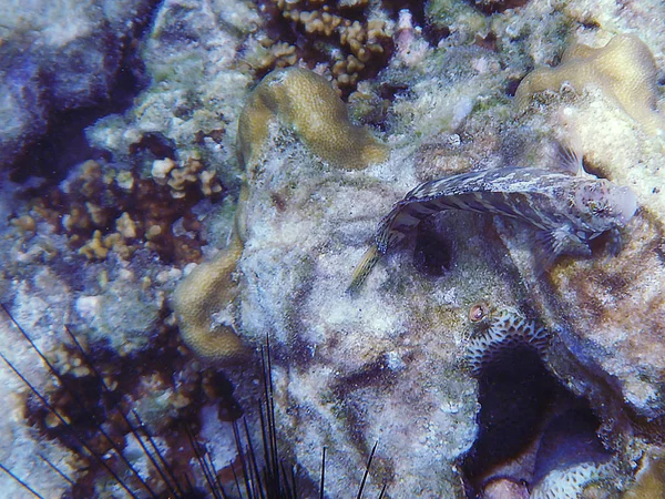 魚や海のサンゴ — ストック写真