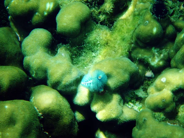 Peces Coral Mar — Foto de Stock