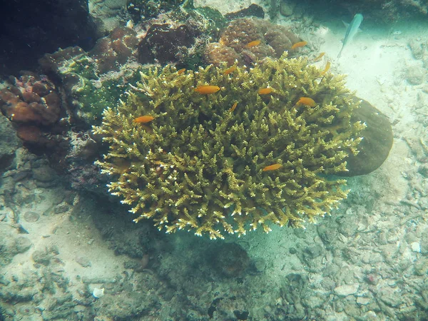 魚や海のサンゴ — ストック写真