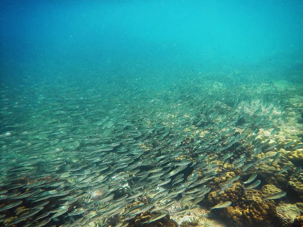 Peces Coral Mar — Foto de Stock