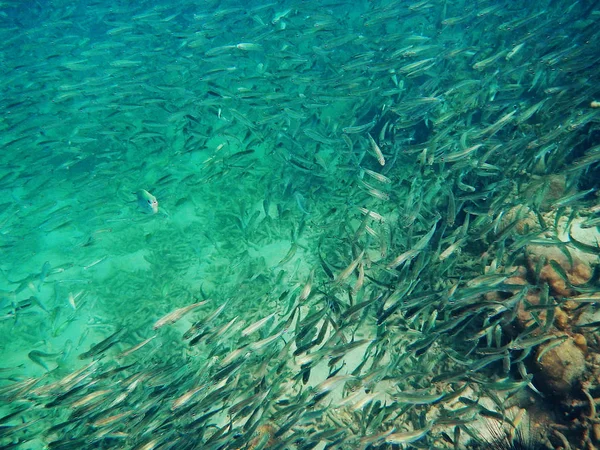Ryb Korálů Moři — Stock fotografie