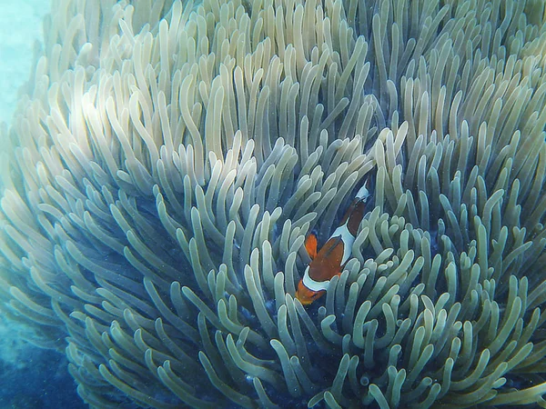 Peces Coral Mar — Foto de Stock