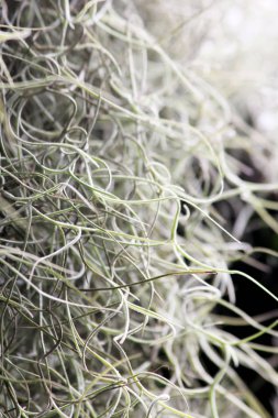 Tillandsia usneoides duvar tarafından.