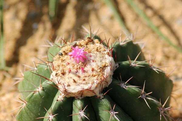Flores Rosadas Cactus —  Fotos de Stock