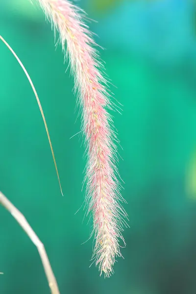 Мягкий Пастельный Тон Розовой Травы — стоковое фото