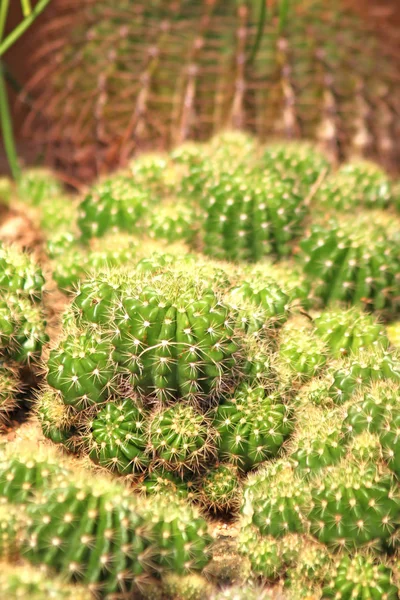 Zöld Kaktusz Tüske — Stock Fotó