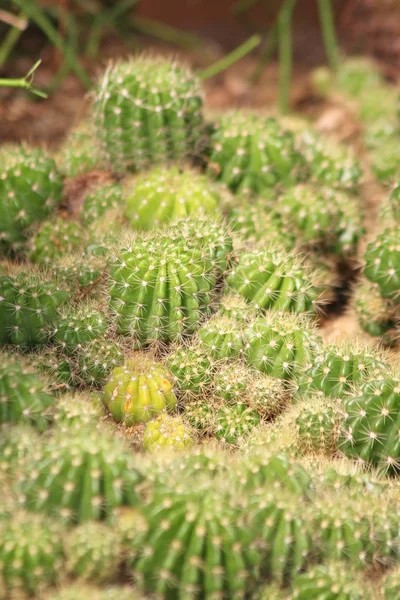 Las Espinas Afiladas Cactus —  Fotos de Stock