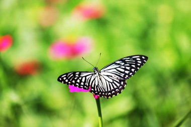 Koyu mavi kaplan kelebek