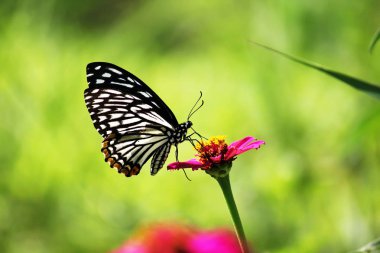 Koyu mavi kaplan kelebek