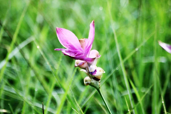 Rosa Siam Tulipán Flor — Foto de Stock