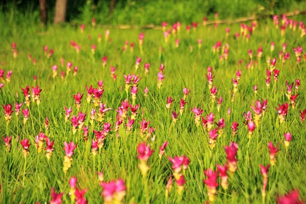 Rosa Siam Tulipán Flor — Foto de Stock