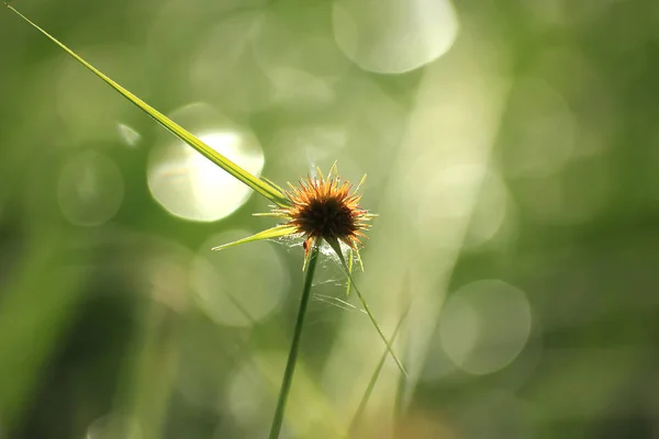 Eriocaulaceae Свет Солнца — стоковое фото