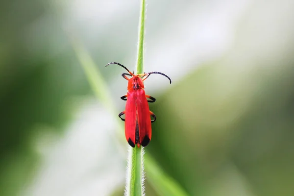 yaprak üzerinde kırmızı beetle