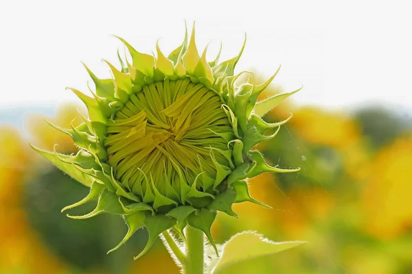 Fiore Girasole Alba Mattino — Foto Stock