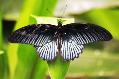 Büyük Mormon kelebek