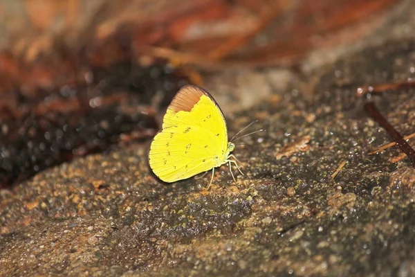 Hill Trávy Žlutý Motýl — Stock fotografie