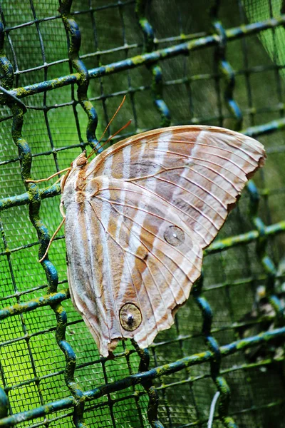 Mariposa Amathusia Phidippus — Foto de Stock