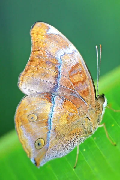 褐色蝴蝶在绿叶上 — 图库照片
