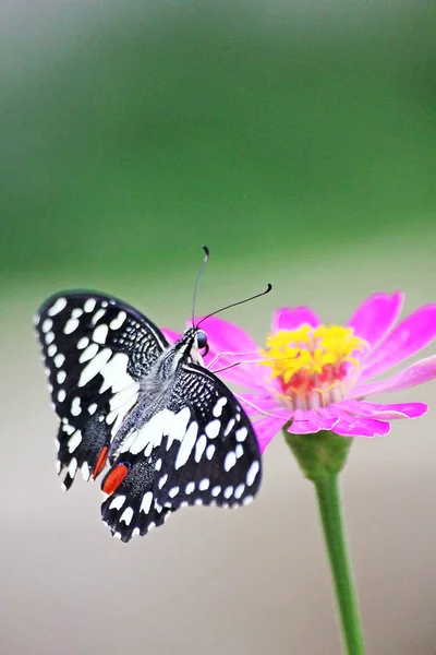 Borboleta Limão Papilio Demoleus Malayanus Wallace — Fotografia de Stock