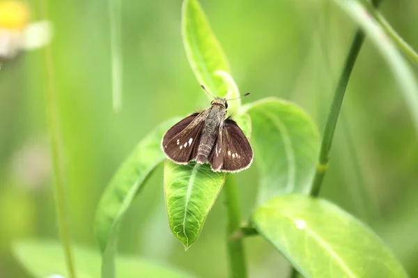 Caltoris Cahira Austeni Borboleta — Fotografia de Stock