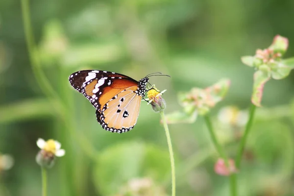 Danaus Chrysippus Chrysippus Papillon — Photo