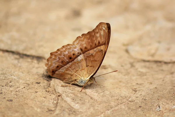 Cruiser Vindula Erota Erota Borboleta — Fotografia de Stock