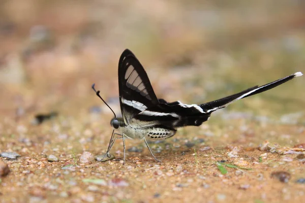 Papillon Lamproptera Dragontail Blanc — Photo