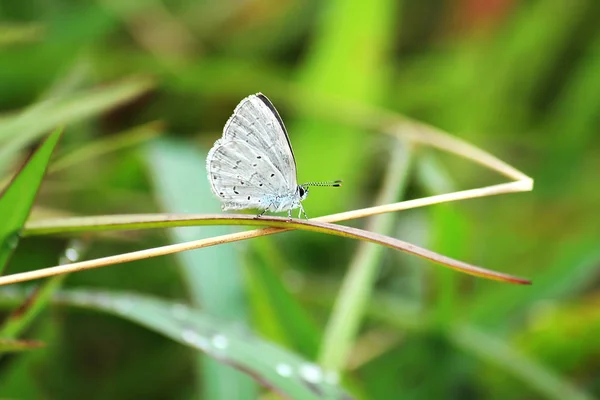 Udara Dilecta Dilecta Papillon — Photo