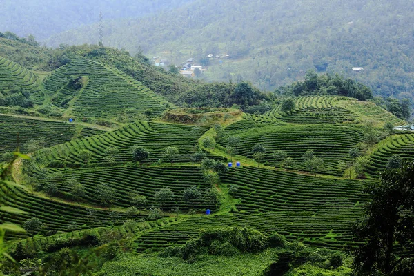 Tea Plantations Sapa — Stock Photo, Image