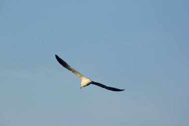 Martılar gökyüzünde uçmak.