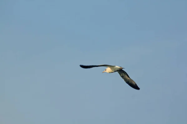 Gulls Fly Sky — Stock Photo, Image