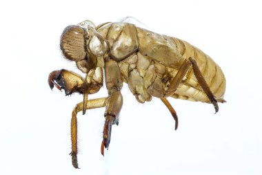 Ağustosböceği çiftleşme herhangi bir zamanda ortaya çıkar.