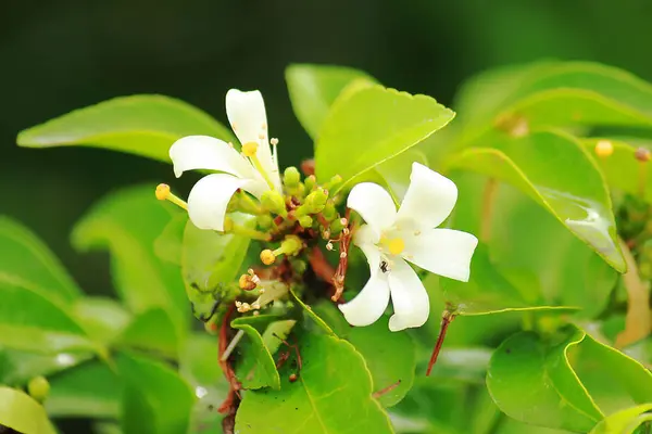 Andaman Satinwood Blumen Mit Weiss — Stockfoto