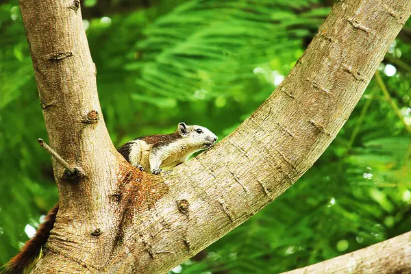 Ardilla Árbol — Foto de Stock