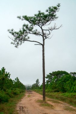 Yolun ortasında çam ağaçları.