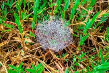 Örümcek ağı üzerinde Su damlacıkları.