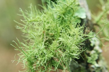 Usnea dal doğada