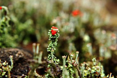 doğada liken-Cladonia cristatella