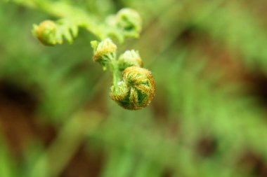 Eğreltiotu yapraklarının yumuşak filizleri