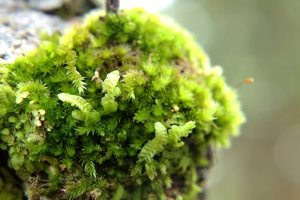 Verde Musgo Natureza Árvore — Fotografia de Stock