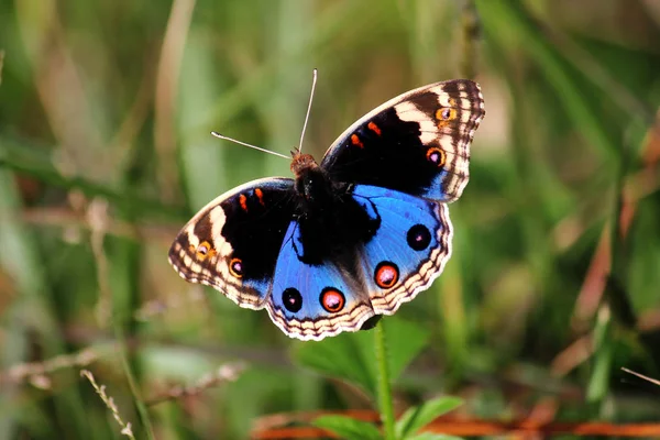 Der Blaue Stiefmütterchenschmetterling — Stockfoto