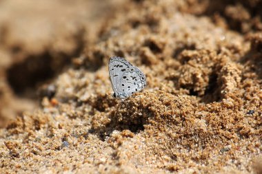 Küçük bir beyaz kelebek kumdur.