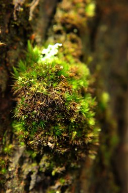 Ahşap doğa küçük parça yosun yanıyor.