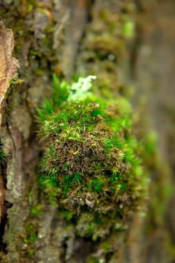 Ahşap doğa küçük parça yosun yanıyor.